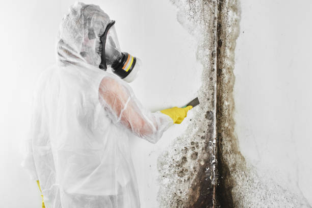 Best Industrial Mold Remediation  in USA